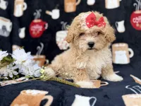 Sadie, a female Poochon for sale in Lakeland, FL – Photo 1 of 8