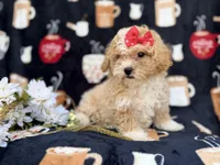 Sadie, a female Poochon for sale in Lakeland, FL – Photo 5 of 8