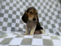 Winston, a male Beagle for sale in Lakeland, FL – 8 of 9