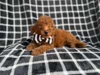 Levi, a male Goldendoodle and Poodle - Miniature  for sale in Lakeland, FL – 6 of 8