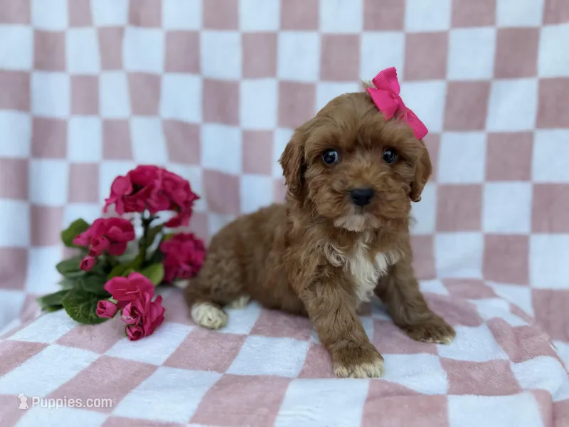 Sophie, a female Cavapoo and Poodle - Miniature  for sale in Lakeland, FL – Photo 1 of 7