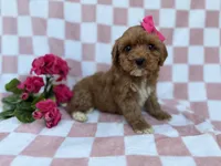 Sophie, a female Cavapoo and Poodle - Miniature  for sale in Lakeland, FL – Photo 3 of 7
