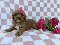 Sophie, a female Cavapoo and Poodle - Miniature  for sale in Lakeland, FL – Photo 7 of 7