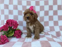 Sophie, a female Cavapoo and Poodle - Miniature  for sale in Lakeland, FL – Photo 6 of 7