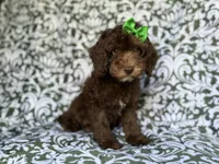 Claire, a female Cavapoo for sale in Lakeland, FL – 7 of 9