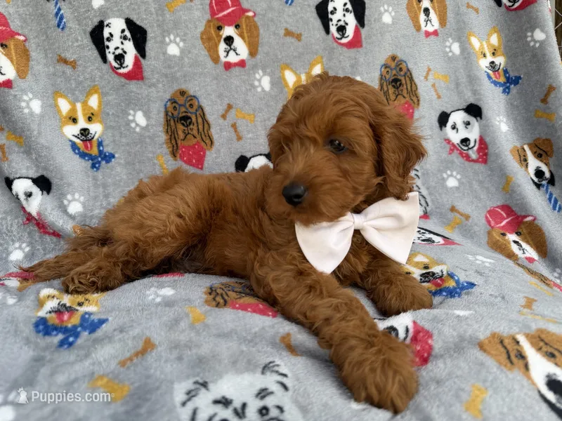 Bear – Cavapoo puppy for sale in Lakeland, FL