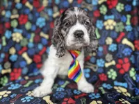 Hero, a male Cocker Spaniel for sale in Lakeland, FL – 2 of 8