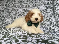 Jax, a male Cockapoo and Poodle - Miniature  for sale in Lakeland, FL – 4 of 8