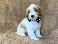 Shadow, a male Cavapoo for sale in Lakeland, FL – 9 of 10