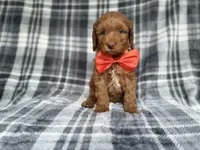 Max, a male Cockapoo and Poodle - Miniature  for sale in Lakeland, FL – 6 of 9