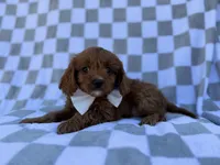 Nash, a male Cavalier King Charles Spaniel and Poodle - Miniature  for sale in Lakeland, FL – Photo 5 of 8