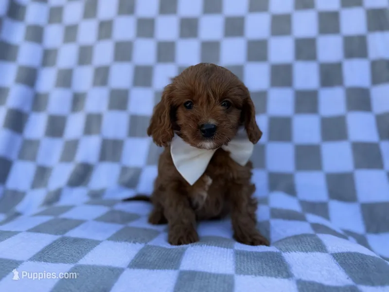Nash – Cavalier King Charles Spaniel, Poodle - Miniature  puppy for sale in Lakeland, FL