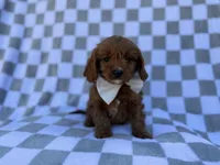 Nash, a male Cavalier King Charles Spaniel and Poodle - Miniature  for sale in Lakeland, FL – Photo 1 of 8