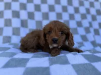 Nash, a male Cavalier King Charles Spaniel and Poodle - Miniature  for sale in Lakeland, FL – Photo 8 of 8