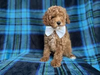 Rags, a male Cockapoo and Poodle - Miniature  for sale in Lakeland, FL – 2 of 8