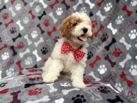 Lucky, a male Cockapoo for sale in Lakeland, FL – 4 of 10
