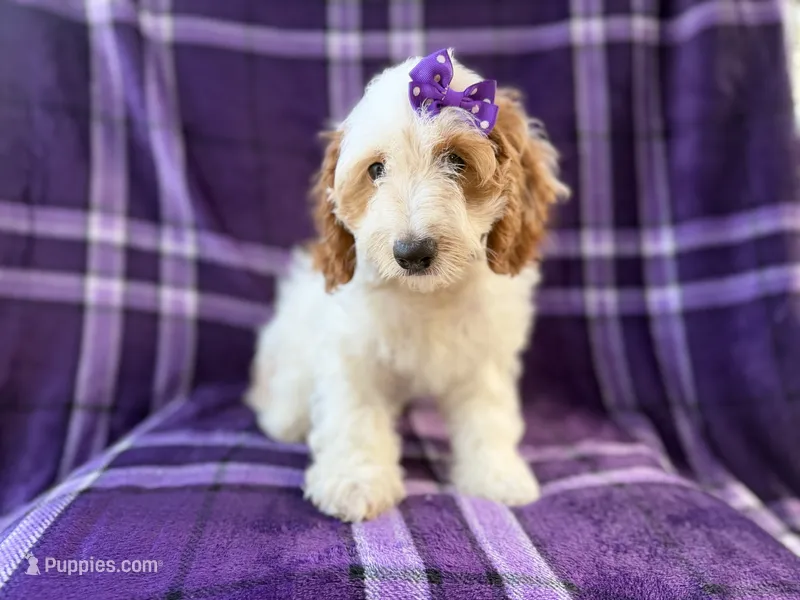 Tara – Cockapoo puppy for sale in Lakeland, FL
