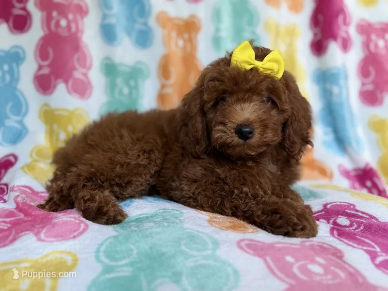 Buttons – Yorkipoo puppy for sale in Lakeland, FL