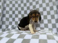 Winston, a male Beagle for sale in Lakeland, FL – 6 of 9