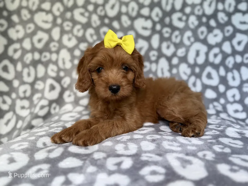 Molly – Cavapoo puppy for sale in Lakeland, FL