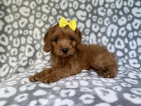 Molly, a female Cavapoo for sale in Lakeland, FL – 1 of 10