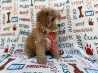Scrappy, a male Cavalier King Charles Spaniel and Poodle - Miniature  for sale in Lakeland, FL – Photo 5 of 9