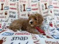 Scrappy, a male Cavalier King Charles Spaniel and Poodle - Miniature  for sale in Lakeland, FL – Photo 9 of 9