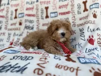 Scrappy, a male Cavalier King Charles Spaniel and Poodle - Miniature  for sale in Lakeland, FL – Photo 6 of 9