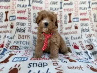 Scrappy, a male Cavalier King Charles Spaniel and Poodle - Miniature  for sale in Lakeland, FL – Photo 3 of 9