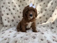 Lettie, a female Cavapoo for sale in Lakeland, FL – 2 of 9