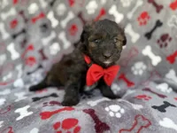 Duce, a male Miniature Aussiedoodle for sale in Lakeland, FL – 2 of 7