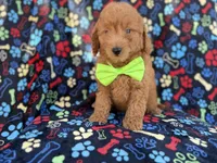 Leroy, a male Miniature Goldendoodle for sale in Lakeland, FL – 3 of 7
