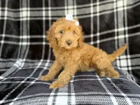 Tinsley, a female Cockapoo for sale in Lakeland, FL – 3 of 7