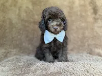 Chase, a male Cavapoo for sale in Lakeland, FL – 1 of 9
