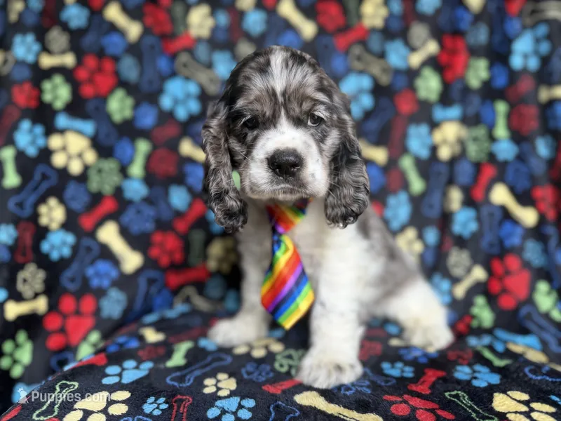 Hero – Cocker Spaniel puppy for sale in Lakeland, FL