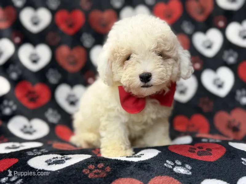 Hex – Bichpoo puppy for sale in Lakeland, FL