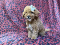 Skittles, a female Cavapoo for sale in Lakeland, FL – 9 of 10