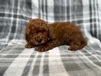 Snickers, a male Miniature Goldendoodle for sale in Lakeland, FL – 9 of 9