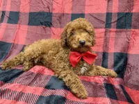 Muffin, a male Poodle - Miniature  for sale in Lakeland, FL – 8 of 8