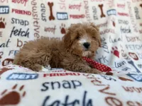 Scrappy, a male Cavalier King Charles Spaniel and Poodle - Miniature  for sale in Lakeland, FL – Photo 8 of 9
