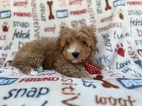 Scrappy, a male Cavalier King Charles Spaniel and Poodle - Miniature  for sale in Lakeland, FL – Photo 7 of 9