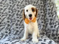 Trent, a male Cockapoo for sale in Lakeland, FL – 8 of 9