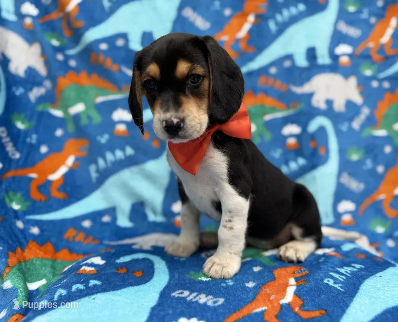 Tigger – Beagle puppy for sale in Lakeland, FL