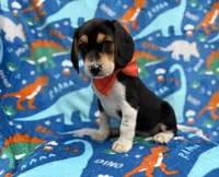 Tigger, a male Beagle for sale in Lakeland, FL – 1 of 6