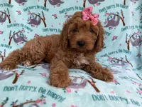 Blaire, a female Cavapoo for sale in Lakeland, FL – 2 of 8