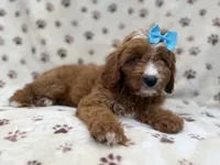 Bailey, a female Cavapoo for sale in Lakeland, FL – 5 of 8
