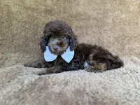 Chase, a male Cavapoo for sale in Lakeland, FL – 9 of 9
