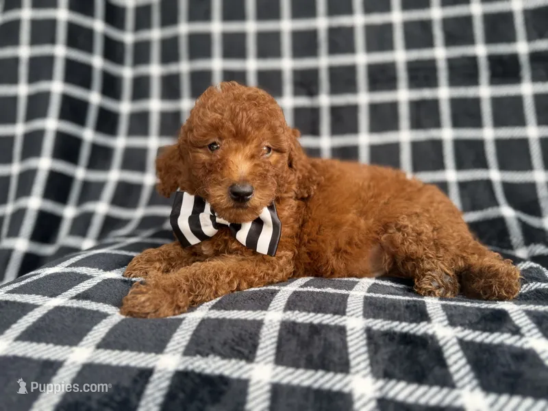 Levi – Goldendoodle, Poodle - Miniature  puppy for sale in Lakeland, FL