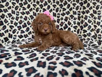 Macey, a female Cockapoo and Poodle - Miniature  for sale in Lakeland, FL – 4 of 8