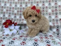 Winnie, a female Poochon for sale in Lakeland, FL – Photo 6 of 9